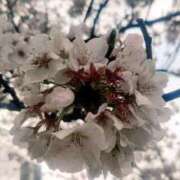 ヒメ日記 2025/04/04 22:38 投稿 ましろ ミラクル☆ハニー