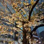 ヒメ日記 2026/04/09 18:44 投稿 ましろ ミラクル☆ハニー