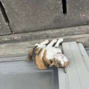 ヒメ日記 2026/09/01 14:10 投稿 西野みやび 五十路マダム　広島店