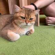 ヒメ日記 2025/05/03 15:15 投稿 歌川ねお 全裸の極みorドッキング痴漢電車