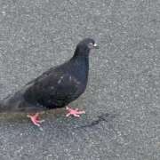 ヒメ日記 2025/08/22 09:05 投稿 歌川ねお 全裸の極みorドッキング痴漢電車