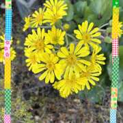 ヒメ日記 2024/12/20 09:21 投稿 高梨 鶯谷ワンハート