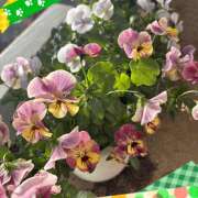 ヒメ日記 2025/01/06 09:10 投稿 高梨 鶯谷ワンハート