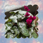 ヒメ日記 2026/02/09 08:50 投稿 高梨 鶯谷ワンハート