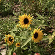 ヒメ日記 2025/07/20 23:40 投稿 ひとみ 奥鉄オクテツ奈良