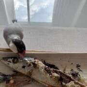 ヒメ日記 2025/09/09 11:25 投稿 ひとみ 奥鉄オクテツ奈良