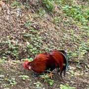 ヒメ日記 2025/05/28 07:59 投稿 あんな 奥鉄オクテツ奈良