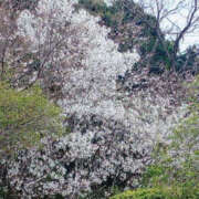 ヒメ日記 2025/04/03 20:04 投稿 さなえ 奥鉄オクテツ奈良