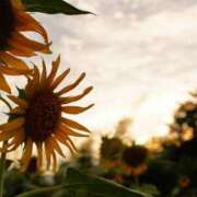 ヒメ日記 2025/08/13 17:52 投稿 あきら 奥鉄オクテツ奈良