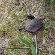 ヒメ日記 2025/09/05 08:35 投稿 あきら 奥鉄オクテツ奈良