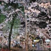 ヒメ日記 2025/03/26 20:30 投稿 かなめ 奥鉄オクテツ和歌山