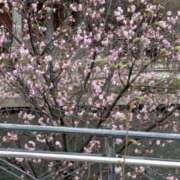 ヒメ日記 2025/04/12 22:40 投稿 かなめ 奥鉄オクテツ和歌山