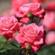 ヒメ日記 2025/06/16 09:28 投稿 かなめ 奥鉄オクテツ和歌山