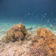 ヒメ日記 2025/08/23 12:57 投稿 かなめ 奥鉄オクテツ和歌山