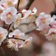 ヒメ日記 2025/03/28 15:45 投稿 あきら 奥鉄オクテツ和歌山