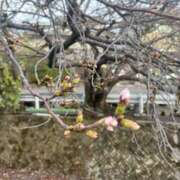 ヒメ日記 2025/03/29 07:49 投稿 あきら 奥鉄オクテツ和歌山