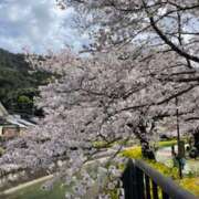 ヒメ日記 2025/04/03 07:01 投稿 あきら 奥鉄オクテツ和歌山