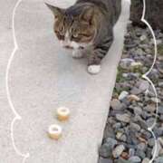 ヒメ日記 2025/10/21 07:38 投稿 あきら 奥鉄オクテツ和歌山