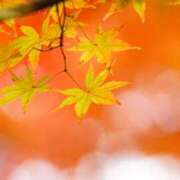 ヒメ日記 2025/11/13 11:00 投稿 あきら 奥鉄オクテツ和歌山