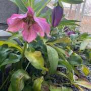 ヒメ日記 2026/03/10 20:33 投稿 あきら 奥鉄オクテツ和歌山