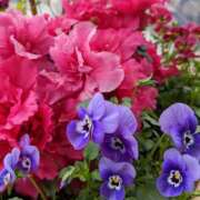 ヒメ日記 2026/01/12 14:05 投稿 まいこ 奥鉄オクテツ和歌山