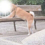 ヒメ日記 2025/09/25 09:33 投稿 しらゆり 奥鉄オクテツ奈良