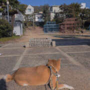 ヒメ日記 2025/11/27 09:57 投稿 しらゆり 奥鉄オクテツ奈良