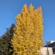 ヒメ日記 2025/12/01 13:21 投稿 しらゆり 奥鉄オクテツ奈良