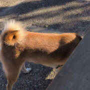 ヒメ日記 2025/12/07 09:01 投稿 しらゆり 奥鉄オクテツ奈良