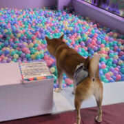 ヒメ日記 2025/12/07 10:57 投稿 しらゆり 奥鉄オクテツ奈良