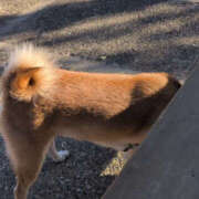 しらゆり 追伸 奥鉄オクテツ奈良