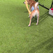 ヒメ日記 2025/12/29 19:56 投稿 しらゆり 奥鉄オクテツ奈良