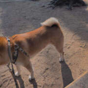 ヒメ日記 2026/01/18 11:01 投稿 しらゆり 奥鉄オクテツ奈良