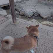 ヒメ日記 2026/03/15 10:14 投稿 しらゆり 奥鉄オクテツ奈良