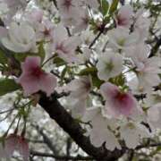 ヒメ日記 2025/04/17 12:30 投稿 いろは 奥鉄オクテツ奈良