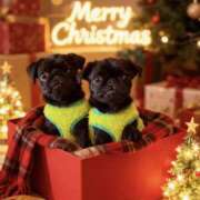 ヒメ日記 2025/12/24 08:40 投稿 りつこ 奥鉄オクテツ奈良