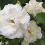 ヒメ日記 2025/12/17 21:41 投稿 ひみこ 奥鉄オクテツ奈良