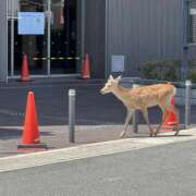 ヒメ日記 2026/05/25 16:29 投稿 みやび 奥鉄オクテツ奈良