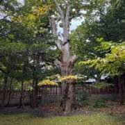 しおり やっぱり今年も💉 21世紀