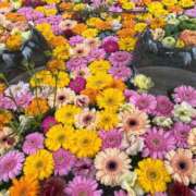 ヒメ日記 2025/04/28 20:21 投稿 そよか 21世紀