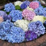 ヒメ日記 2025/08/16 10:02 投稿 そよか 21世紀