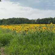 ヒメ日記 2025/08/17 09:51 投稿 そよか 21世紀