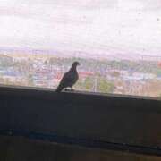 ヒメ日記 2025/07/24 00:21 投稿 いつか 21世紀