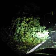 ヒメ日記 2026/02/19 15:02 投稿 いつか 21世紀