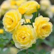 ヒメ日記 2025/07/09 13:55 投稿 みみ 奥鉄オクテツ東京店（デリヘル市場）