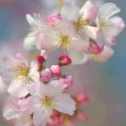 ヒメ日記 2026/03/29 15:00 投稿 みみ 奥鉄オクテツ東京店（デリヘル市場）