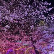 ヒメ日記 2025/05/18 08:55 投稿 あんず ナチュラルプリンセス