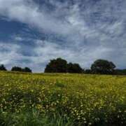 ヒメ日記 2025/10/27 11:15 投稿 あんず ナチュラルプリンセス