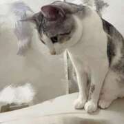 ヒメ日記 2024/12/19 15:47 投稿 ニャオハ Cawaiiハイ！スクールリターンズ