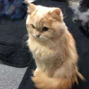 ヒメ日記 2025/01/09 00:32 投稿 ニャオハ Cawaiiハイ！スクールリターンズ